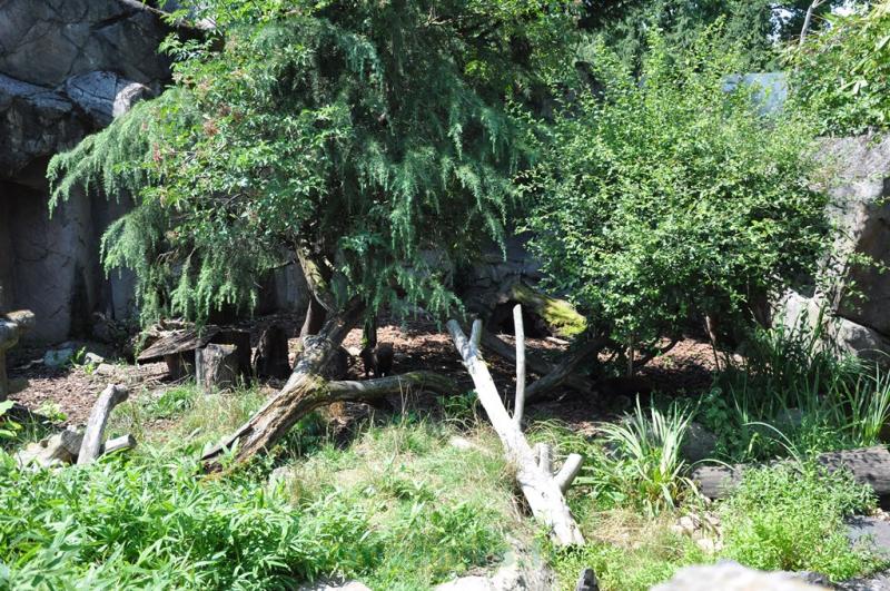 Chien des buissons