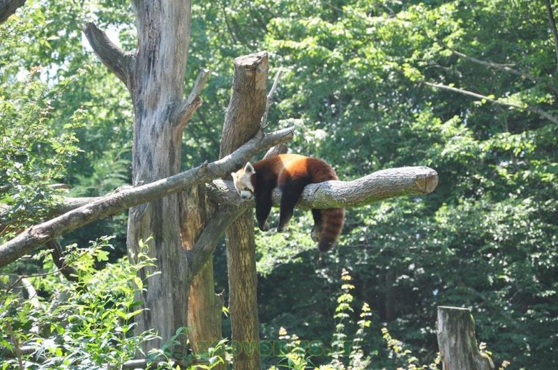 Panda roux