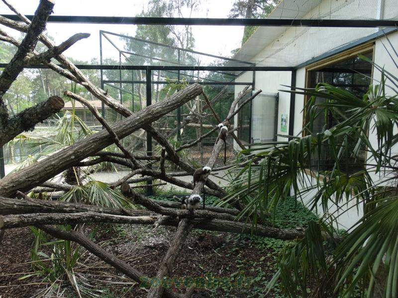 Tamarin pinché