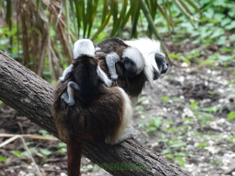 Tamarin pinché