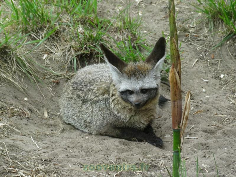 Otocyon