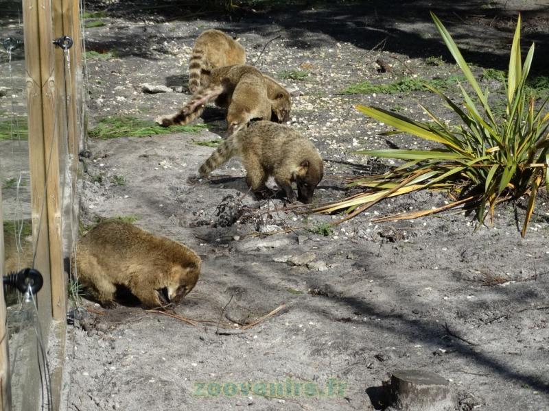 Coati à queue annelée