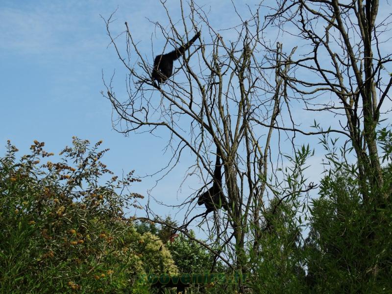 Siamang