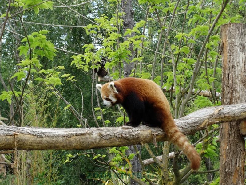 Panda roux