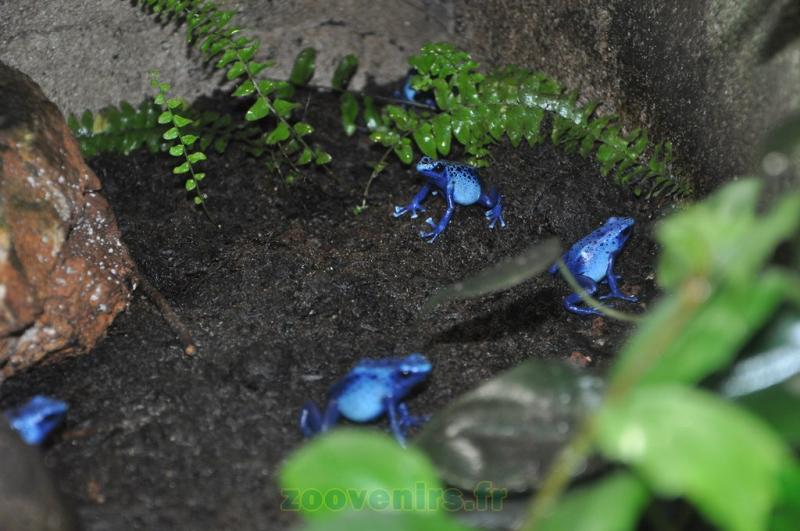 Dendrobate à tapirer 