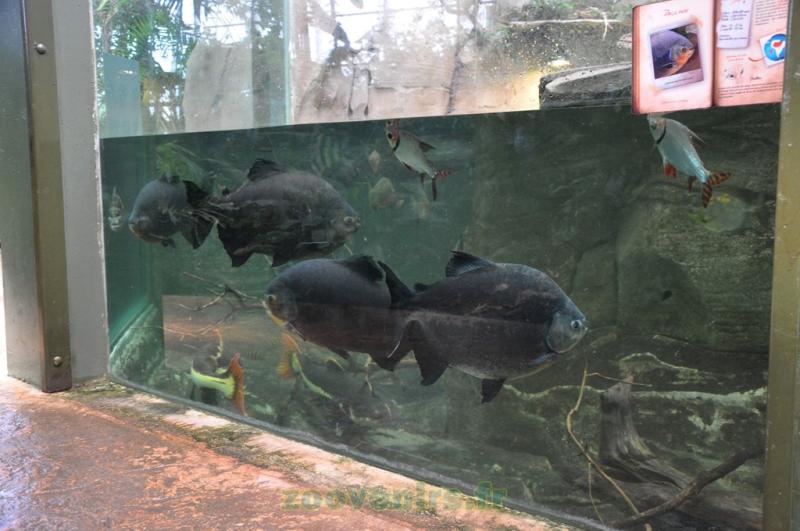 Pacu noir