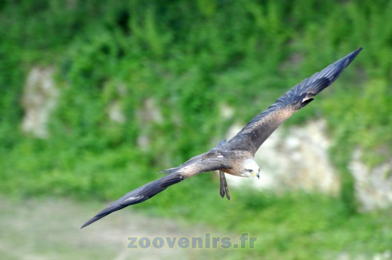 Buse 
