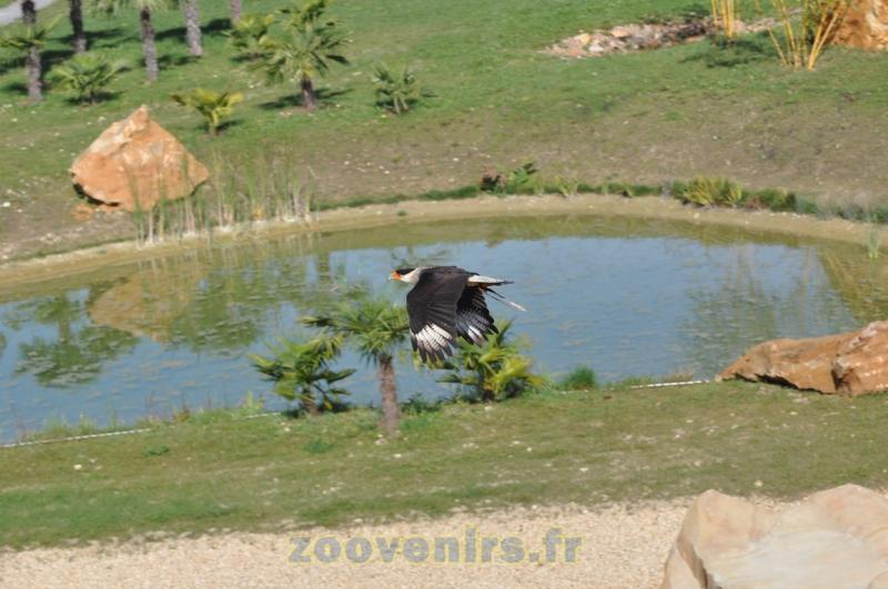 Caracara