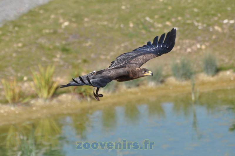 Aigle impérial
