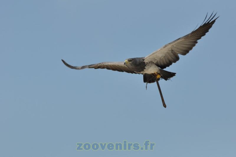 Aigle bleu du Chili 
