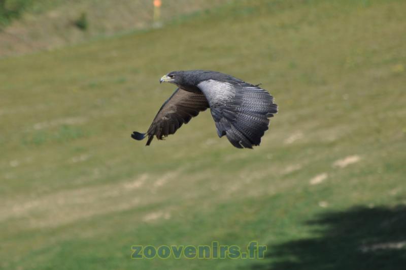 Aigle bleu du Chili