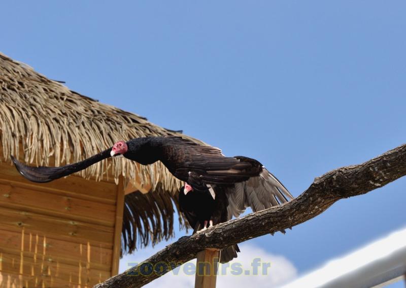 Urubu à tête rouge