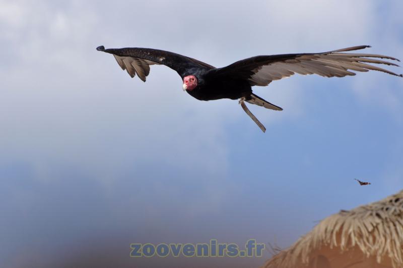Urubu à tête rouge