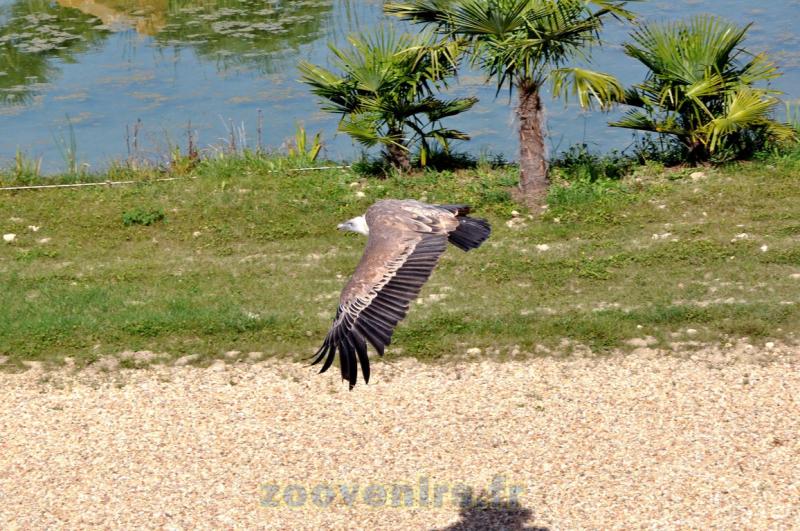 Vautour fauve