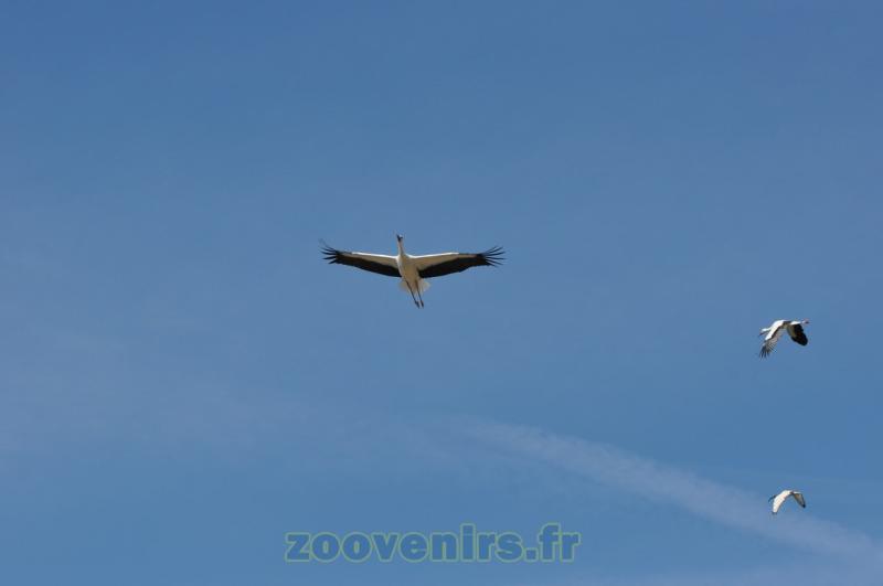 Cigogne