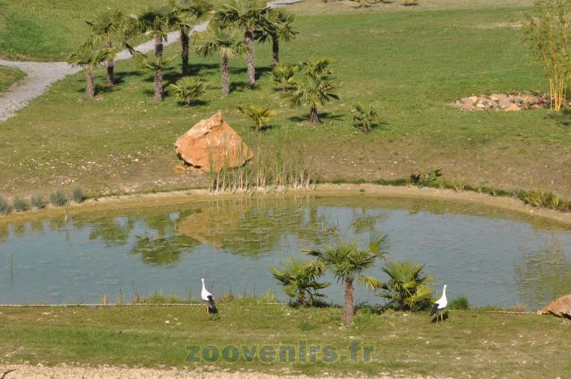Cigogne