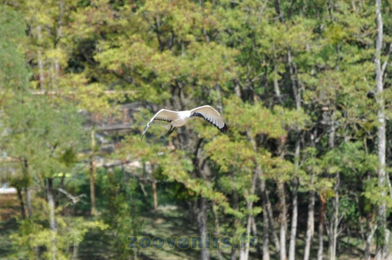Ibis sacré