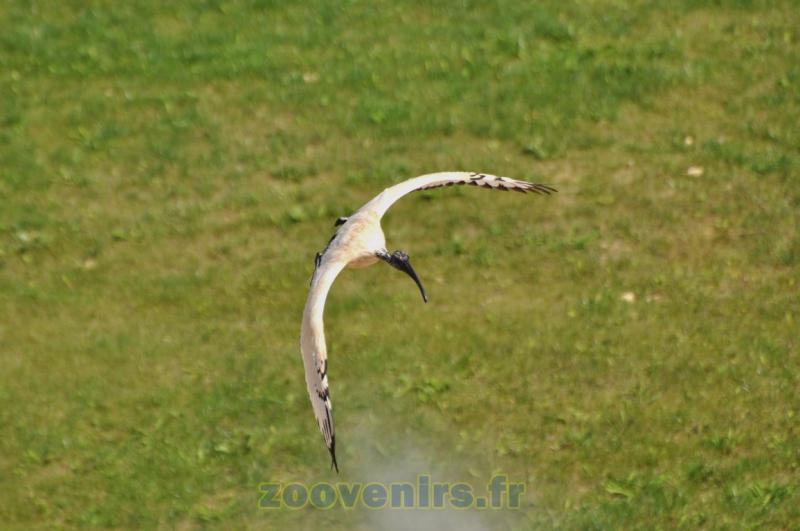 Ibis sacré