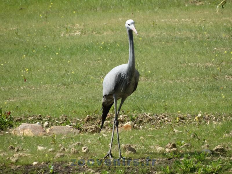 Grue demoiselle de Numidie