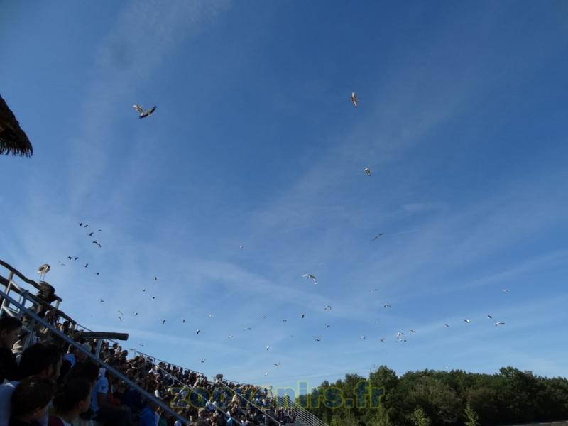 2 Présentation des oiseaux en vol