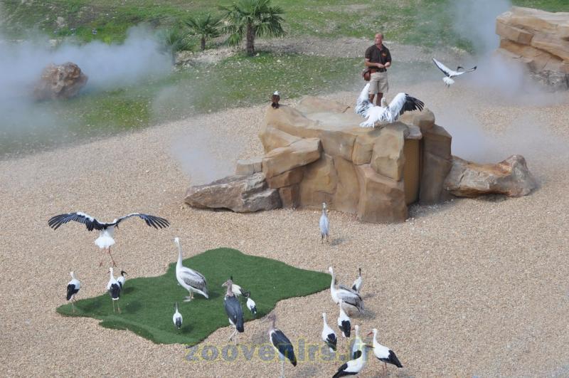2 Présentation des oiseaux en vol