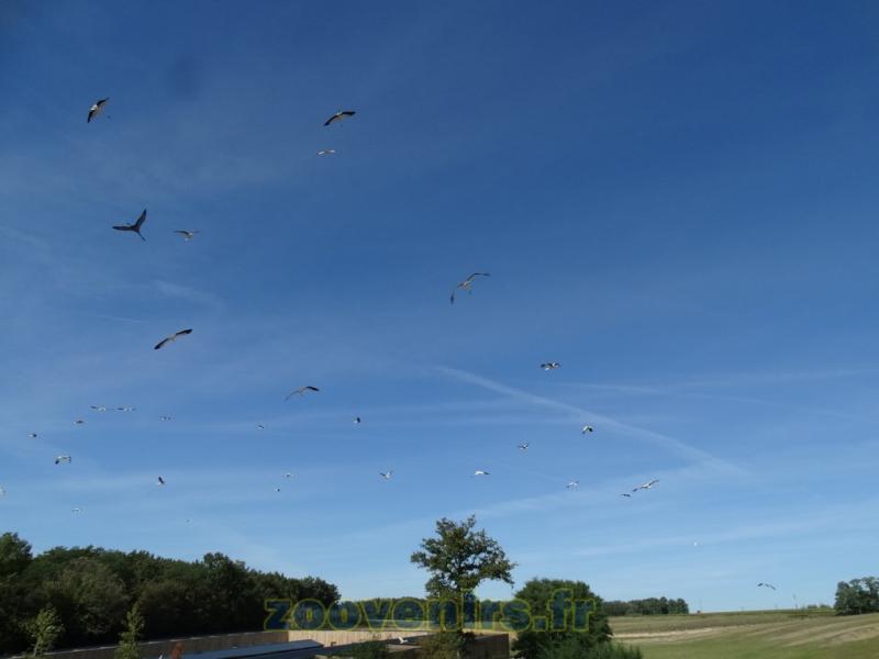 2 Présentation des oiseaux en vol