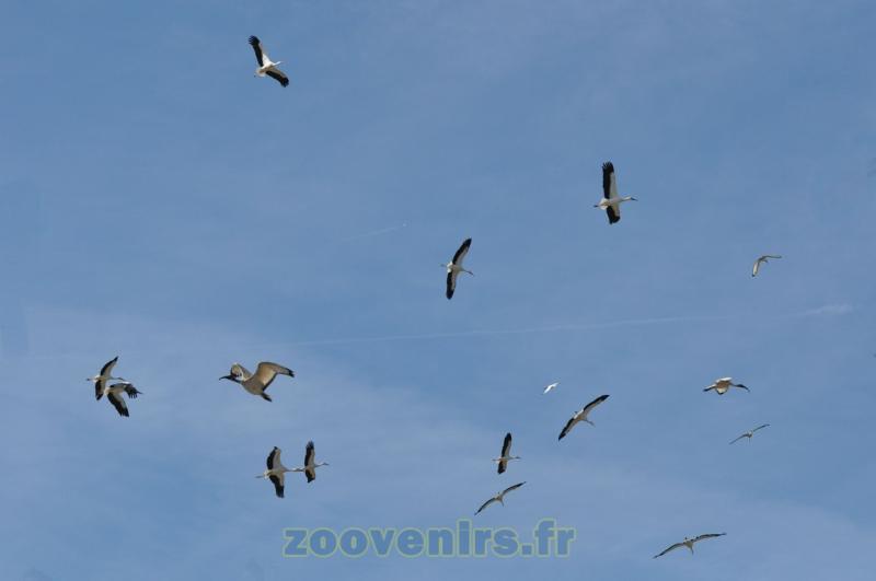 2 Présentation des oiseaux en vol