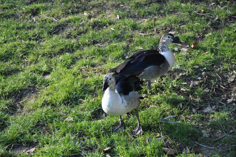 Canard à bosse