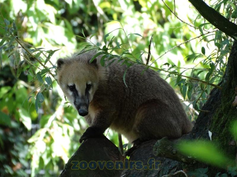 Coati roux