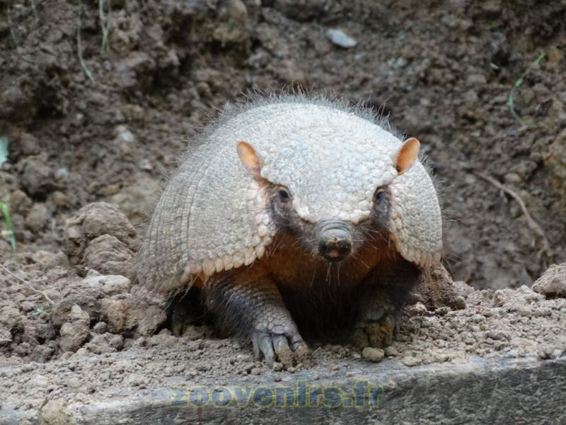 Grand tatou velu