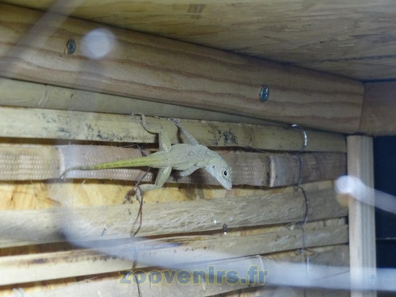 Anole gracile d'Hispaniola