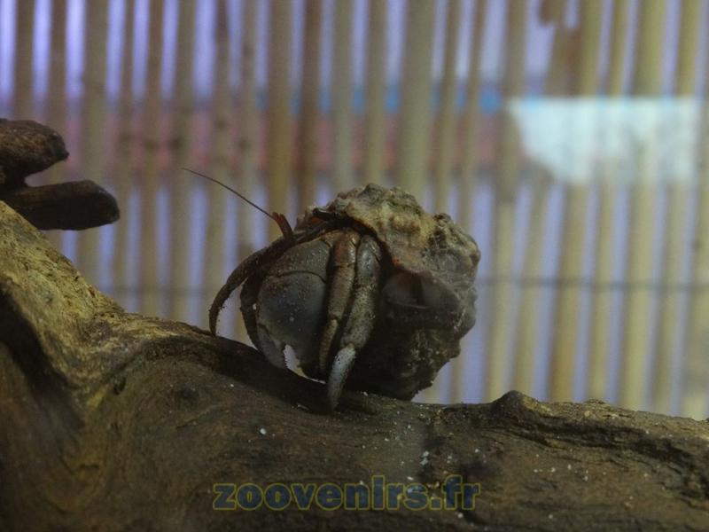 Bernard-l'hermite terrstre 