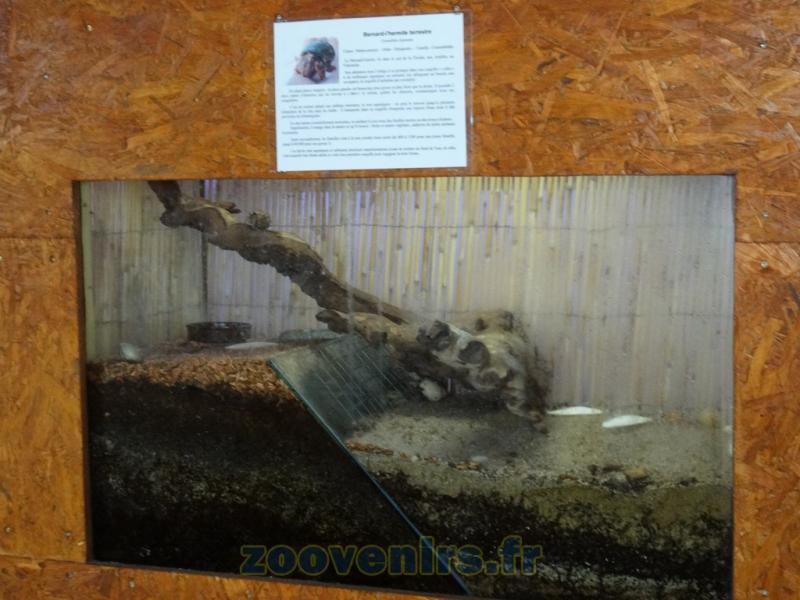 Bernard-l'hermite terrstre