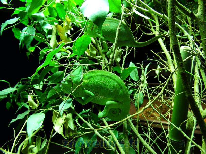 Caméléon masqué du Yemen 