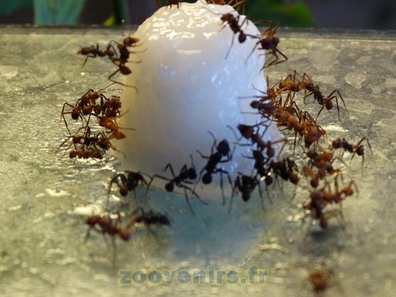 Fourmi coupeuse de feuilles