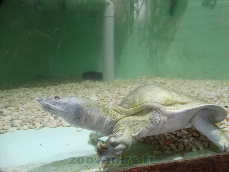 Tortue à carapace molle