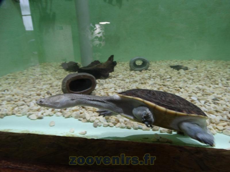 Tortue à cou de serpent