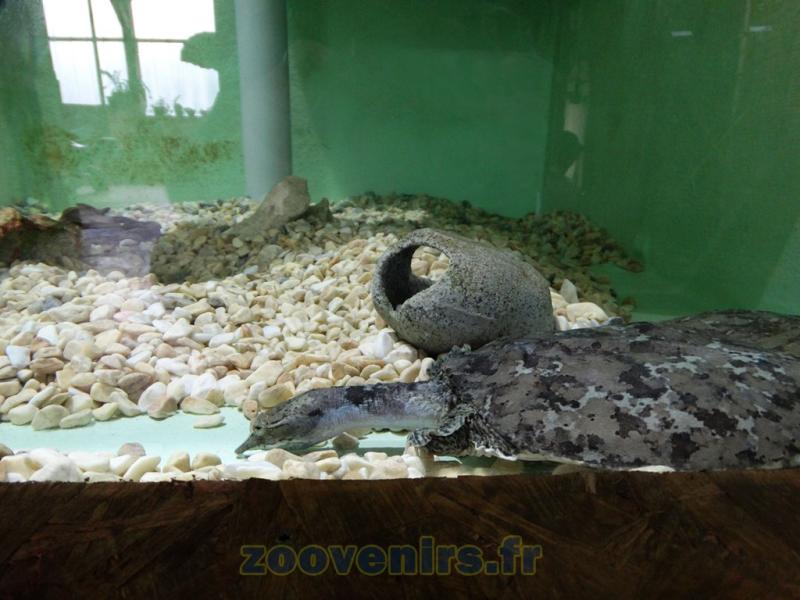 Tortue à nez pointu