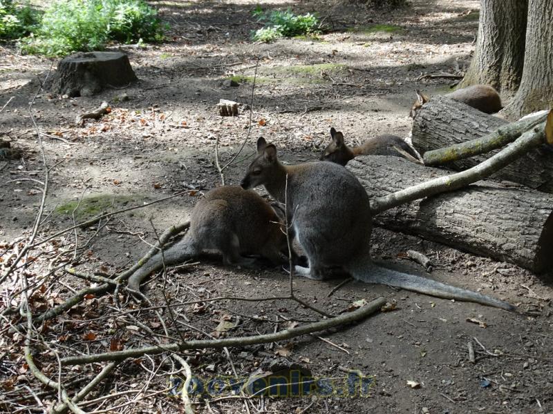 Wallaby de Bennett
