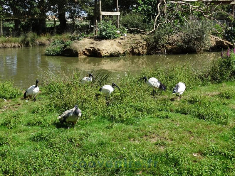 Ibis sacré