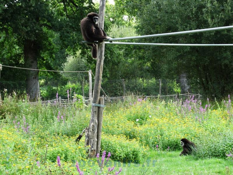 Gibbon à mains blanches