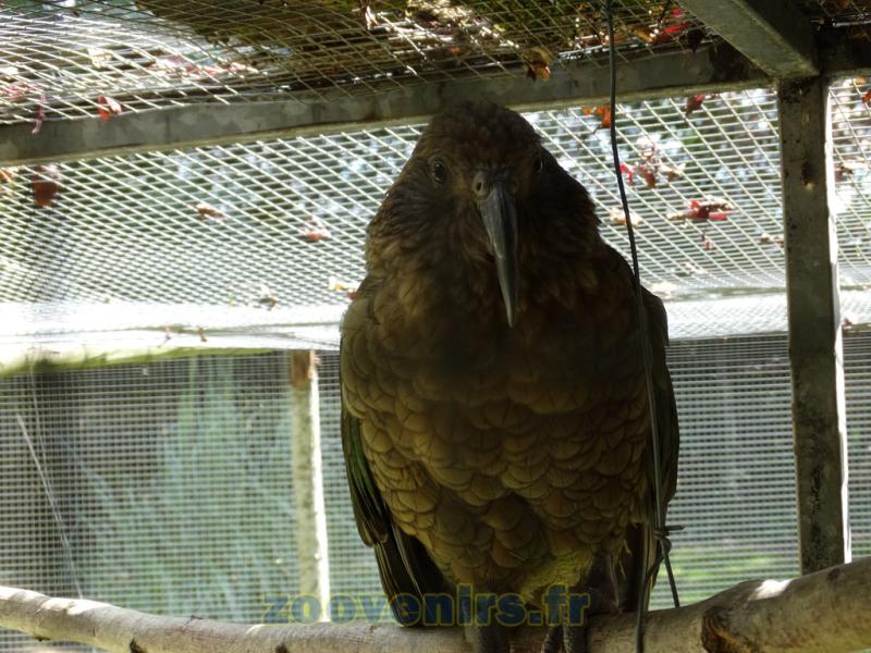 Kea