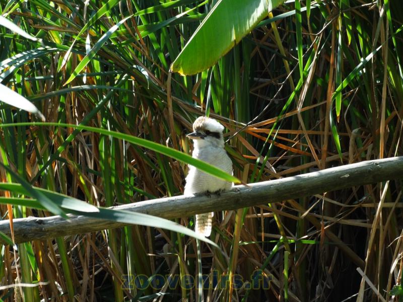 Kookaburra