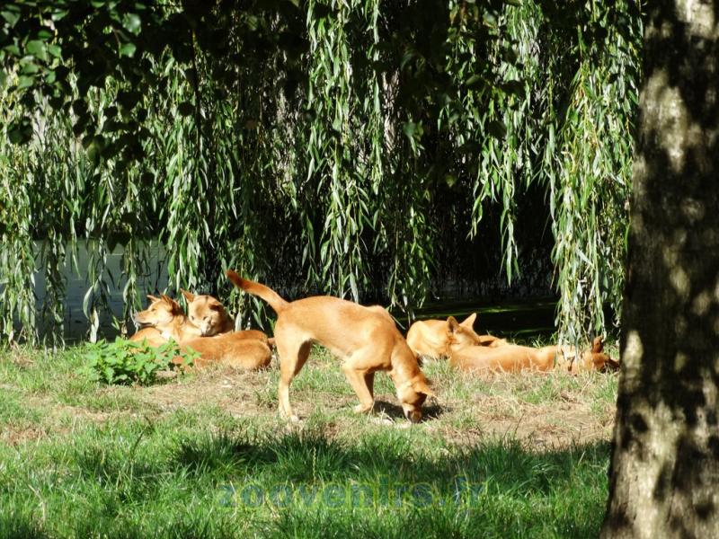 Dingo