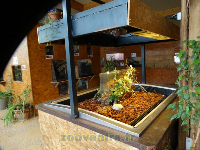 Fourmi coupeuse de feuilles