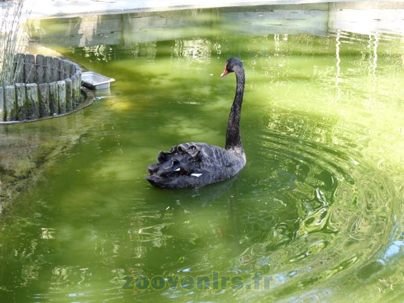 Cygne noir