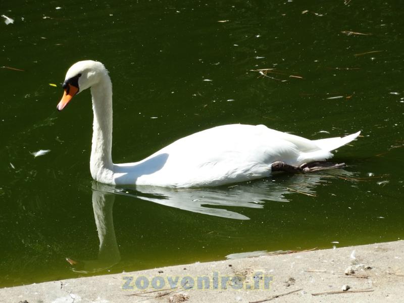 Cygne blanc