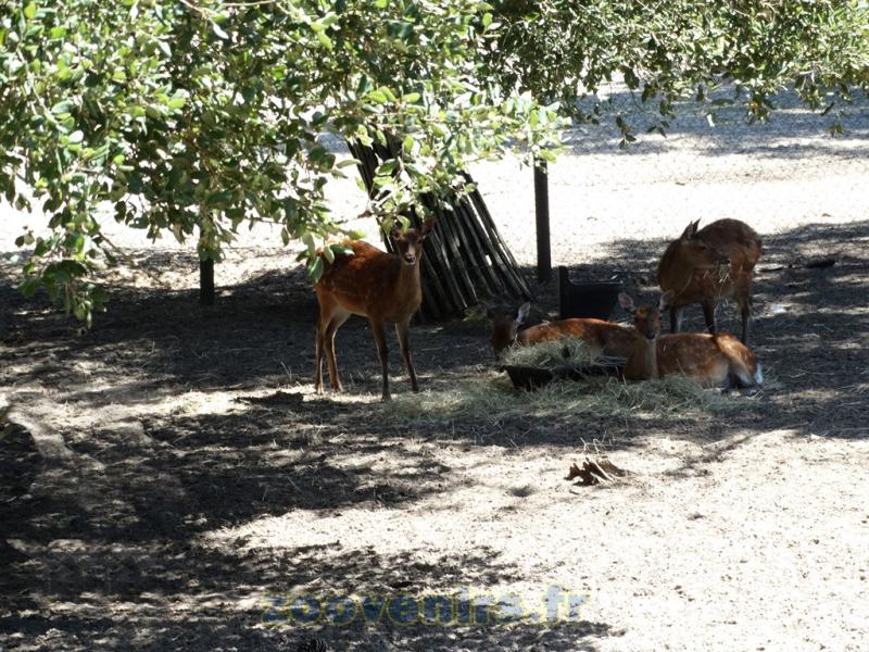 Cerf sika 