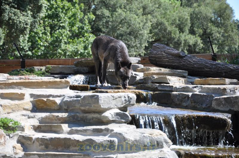 Loup du Canada