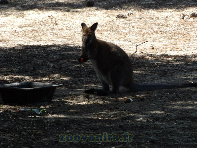 Wallaby de Bennett 